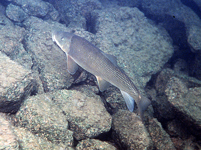 (Catostomus Lesueur, 1817) Род Катостомусы, Катостомы, Чукучаны